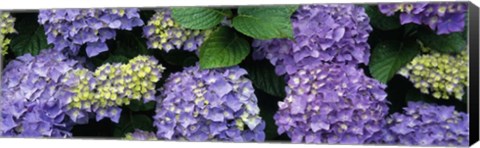 Framed Oregon, Tillamook, hydrangea Print