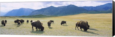 Framed Herd of bisons grazing in a field, Alberta Print