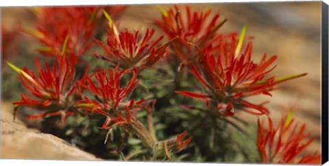 Framed Close-up of flowers Print