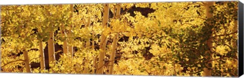 Framed Aspens Print