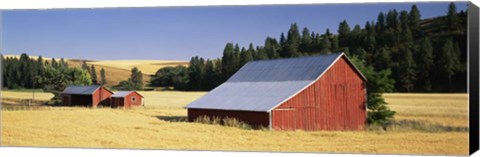 Framed Farmhouses in a wheat field, Washington State Print