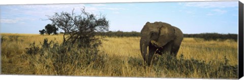 Framed African elephant, Masai Mara National Reserve, Kenya Print