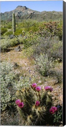 Framed Organ Pipe Cactus, Arizona Print
