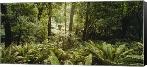 Framed Tropical forest N Isl New Zealand Print