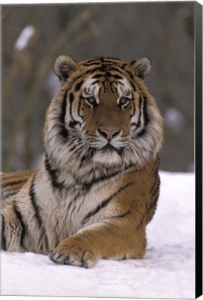 Framed Siberian Tiger in the Snow Print