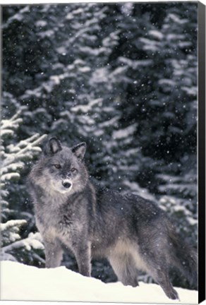 Framed Winter Wolf Print