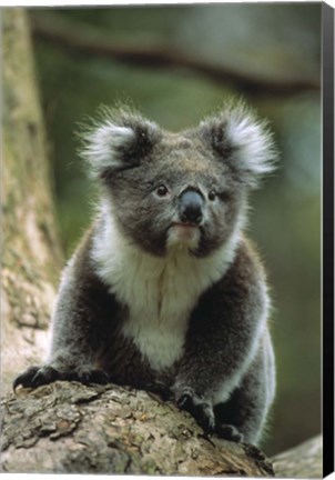 Framed Koala on a Tree Print