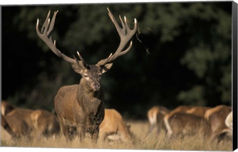 Framed Deer Print