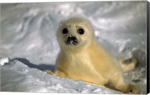 Framed Baby Seal Print