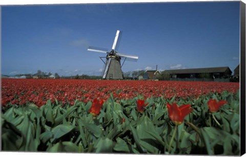 Framed Windmill Amsterdam Netherlands Print