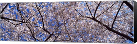 Framed Cherry Trees Washington DC Print