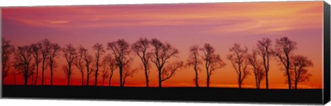 Framed Silhouette of Locus trees in a countryside, Pennsylvania Print