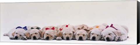 Framed Labrador Puppies Wearing Bows, Sleeping Print