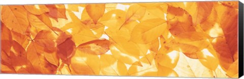 Framed Autumn Leaves Print