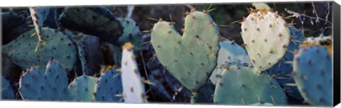 Framed Close-up of Prickly Pear Cacti, Texas Print