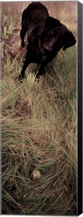 Framed Dog in Field Print