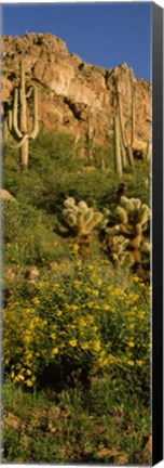 Framed Brittlebushes with mountain, Sonoran Desert, Arizona Print