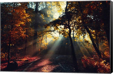 Framed Magic Forest Light Print