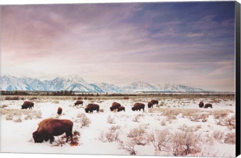 Framed Herds of The Tetons Print