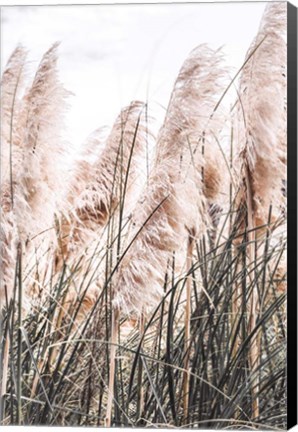 Framed Pampas Print
