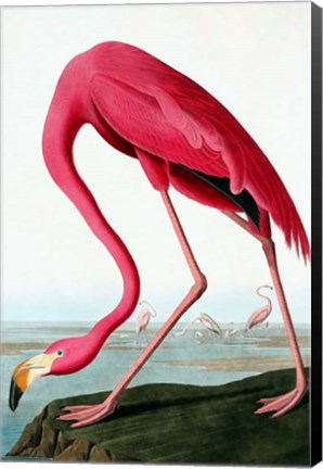 Framed Flamingo Print