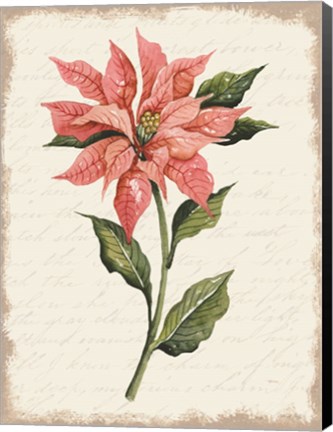 Framed Poinsettia Botanical II Print