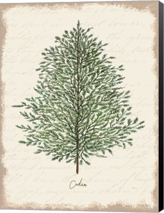 Framed Cedar Botanical Print