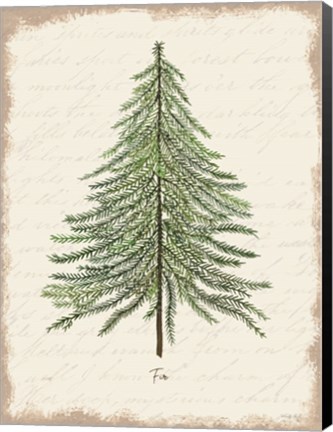 Framed Fir Botanical Print