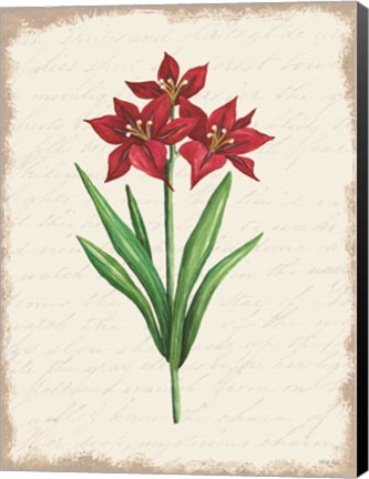 Framed Red Amaryllis Botanical II Print