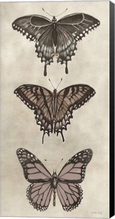 Framed Antique Butterflies II Print