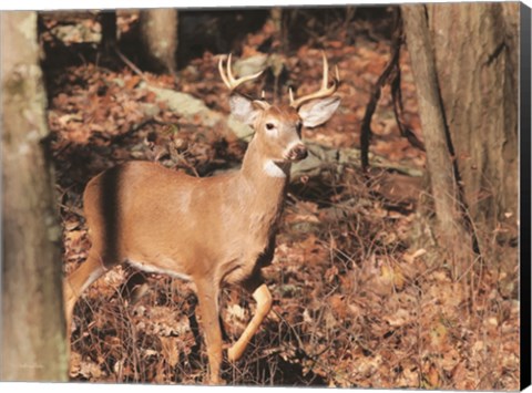 Framed Deer on Alert Print