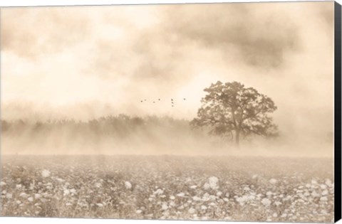 Framed Foggy Wildflower Field Print