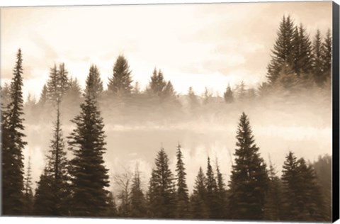 Framed Fog in the Forest Print