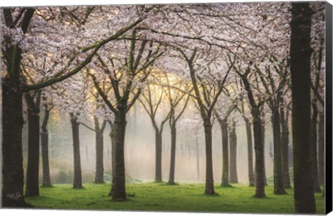 Framed Cherry Blossom Festival Print