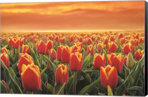 Framed Tulips on Fire Print