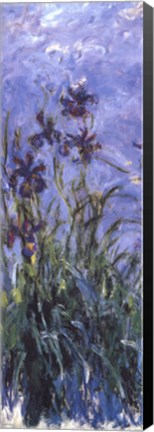 Framed Irises Print