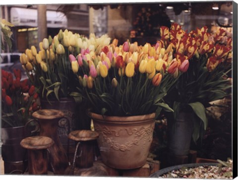 Framed Tulips, Paris Print
