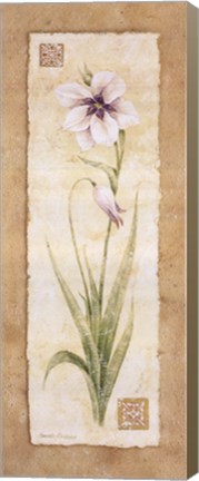 Framed Gladiola Print