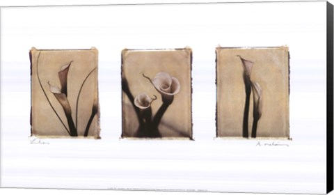 Framed Lilies Print