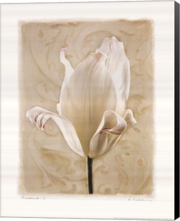 Framed Chiaroscuro I Print