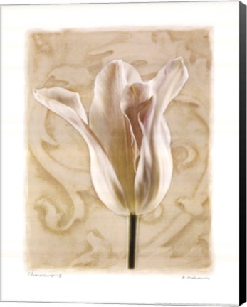 Framed Chiaroscuro II Print