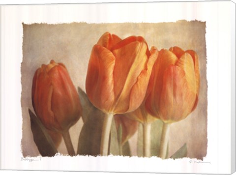 Framed Bellezza I Print