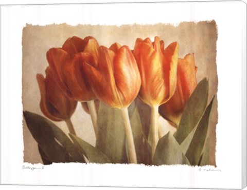 Framed Bellezza II Print