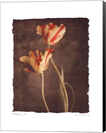 Framed Allegria II Print