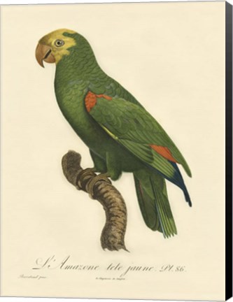 Framed Parrot, PL 86 Print