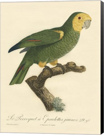 Framed Parrot, PL 98 Print