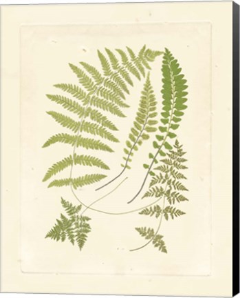 Framed Ferns with Platemark II Print