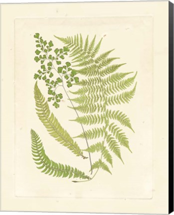 Framed Ferns with Platemark III Print