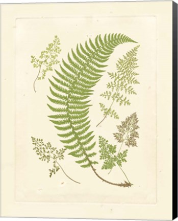 Framed Ferns with Platemark IV Print