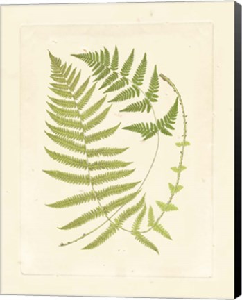 Framed Ferns with Platemark V Print